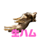 うちの犬（うに）（個別スタンプ：12）