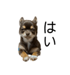 うちの犬（うに）（個別スタンプ：13）