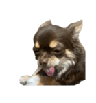 うちの犬（うに）（個別スタンプ：14）