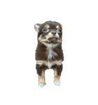 うちの犬（うに）（個別スタンプ：16）