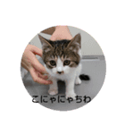 こだこだ（個別スタンプ：1）