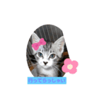 こだこだ（個別スタンプ：3）
