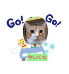 こだこだ（個別スタンプ：8）