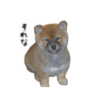 ロンくんです。（個別スタンプ：2）