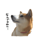 ロンくんです。（個別スタンプ：4）