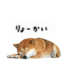 ロンくんです。（個別スタンプ：7）
