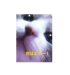 むすめねこ⑤（個別スタンプ：1）