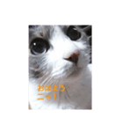 むすめねこ⑤（個別スタンプ：2）