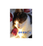 むすめねこ⑤（個別スタンプ：3）