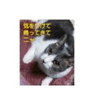 むすめねこ⑤（個別スタンプ：4）
