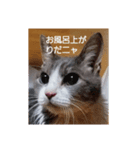 むすめねこ⑤（個別スタンプ：5）