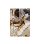 むすめねこ⑤（個別スタンプ：7）