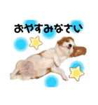 キャバリアまるおくん。（個別スタンプ：3）