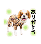 キャバリアまるおくん。（個別スタンプ：5）