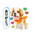 キャバリアまるおくん。（個別スタンプ：7）