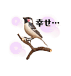 キャバリアまるおくん。（個別スタンプ：40）