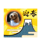 ノン家のわんこ達        ②（個別スタンプ：5）