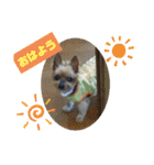 ノン家のわんこ達        ②（個別スタンプ：6）
