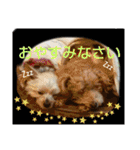 ノン家のわんこ達        ②（個別スタンプ：11）