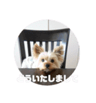 ノン家のわんこ達        ②（個別スタンプ：18）