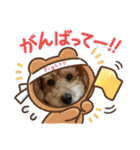 ノン家のわんこ達        ②（個別スタンプ：23）
