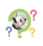 ノン家のわんこ達        ②（個別スタンプ：30）