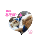 ノン家のわんこ達        ②（個別スタンプ：36）