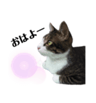 ちょこねこスタンプ（個別スタンプ：1）