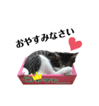 ちょこねこスタンプ（個別スタンプ：2）
