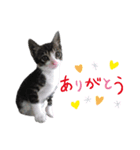 ちょこねこスタンプ（個別スタンプ：3）
