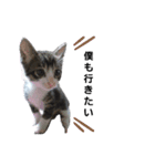 ちょこねこスタンプ（個別スタンプ：4）