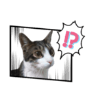 ちょこねこスタンプ（個別スタンプ：6）