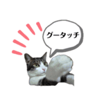 ちょこねこスタンプ（個別スタンプ：7）