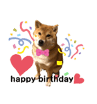 使える！柴犬小麦ちゃんスタンプ（個別スタンプ：1）