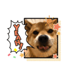 使える！柴犬小麦ちゃんスタンプ（個別スタンプ：2）