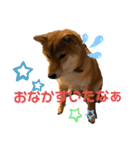 使える！柴犬小麦ちゃんスタンプ（個別スタンプ：3）