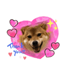 使える！柴犬小麦ちゃんスタンプ（個別スタンプ：4）