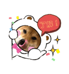 使える！柴犬小麦ちゃんスタンプ（個別スタンプ：5）