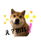使える！柴犬小麦ちゃんスタンプ（個別スタンプ：6）