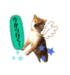 使える！柴犬小麦ちゃんスタンプ（個別スタンプ：7）