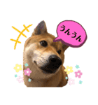 使える！柴犬小麦ちゃんスタンプ（個別スタンプ：8）