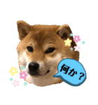 使える！柴犬小麦ちゃんスタンプ（個別スタンプ：9）