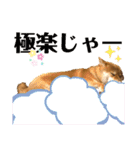 使える！柴犬小麦ちゃんスタンプ（個別スタンプ：10）