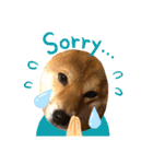 使える！柴犬小麦ちゃんスタンプ（個別スタンプ：12）