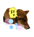 使える！柴犬小麦ちゃんスタンプ（個別スタンプ：13）