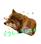 使える！柴犬小麦ちゃんスタンプ（個別スタンプ：14）