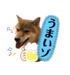 使える！柴犬小麦ちゃんスタンプ（個別スタンプ：16）
