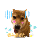 使える！柴犬小麦ちゃんスタンプ（個別スタンプ：17）