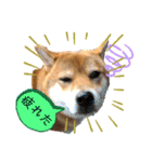 使える！柴犬小麦ちゃんスタンプ（個別スタンプ：19）