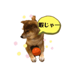 使える！柴犬小麦ちゃんスタンプ（個別スタンプ：20）